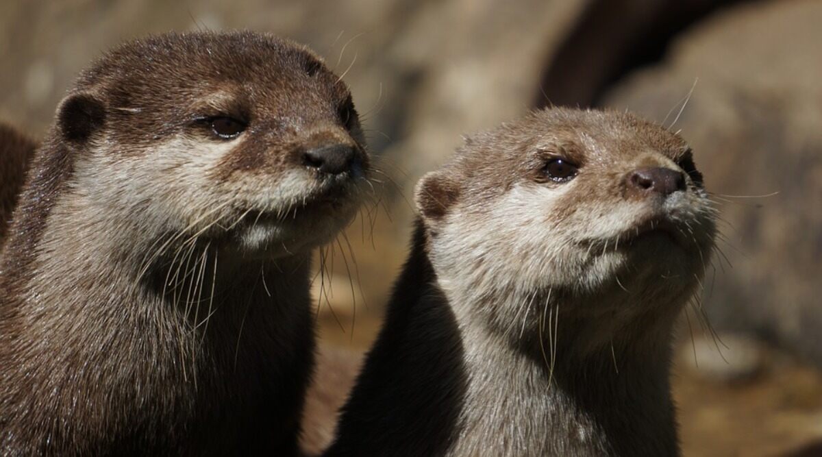 World Otter Day 2020 Date And Significance: Know About The Day That Supports the Existence of Otters