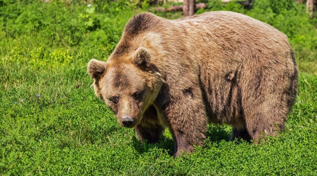 Bear in Italy Sentenced to Death For Attacking Hikers, Animal Activists Demand Ban on Killing And Request Investigation