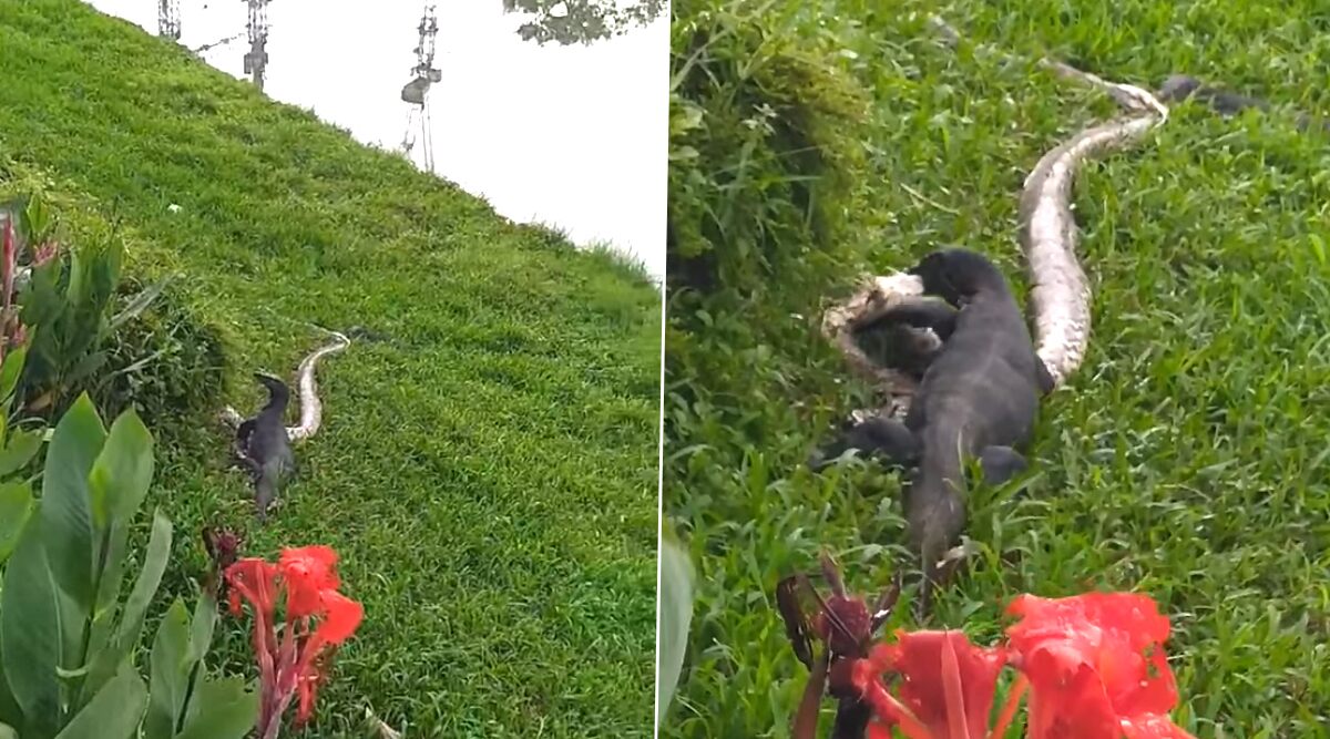 العيد الكبير! رصدت السحالي وهي تأكل ثعبان ثعبان شبكي خطير في سنغافورة (شاهد فيديو صادم)