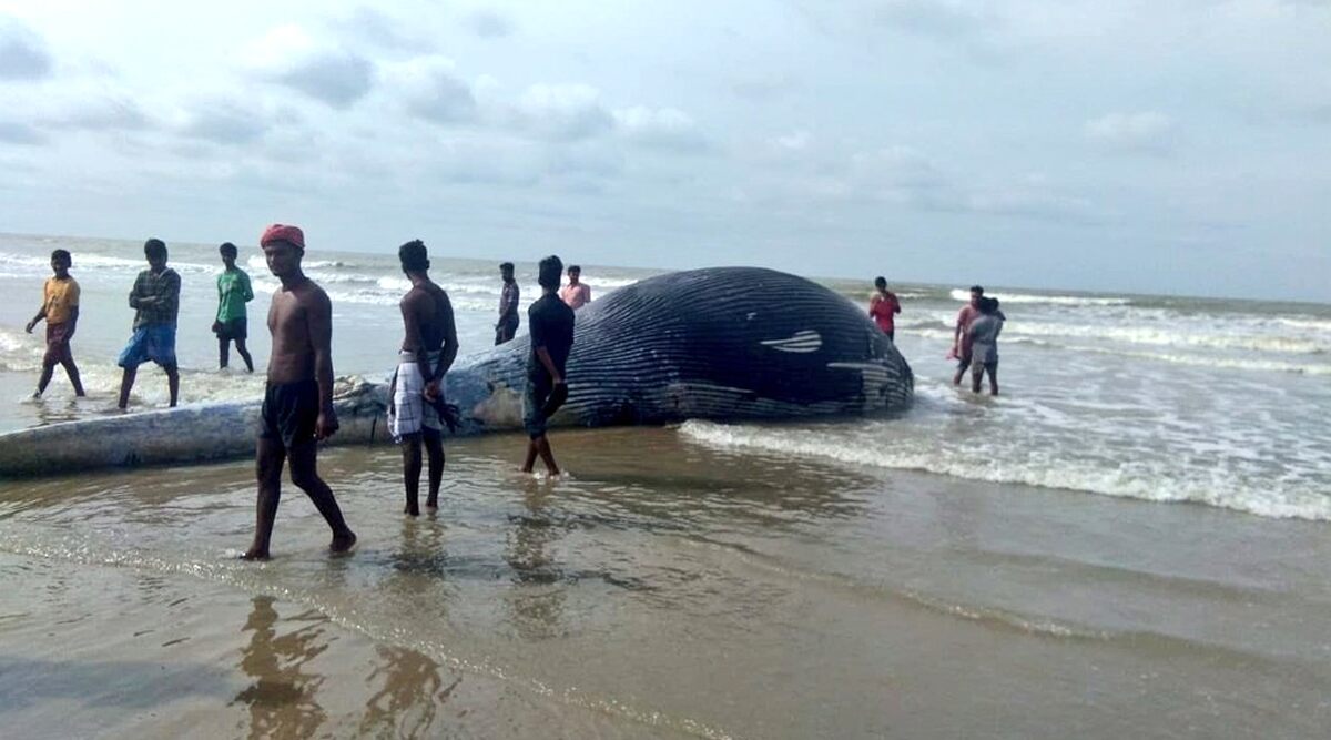 Carcass of Huge 35-Foot-Long Whale Washes Ashore West Bengal's Mandarmani Beach, View Pics