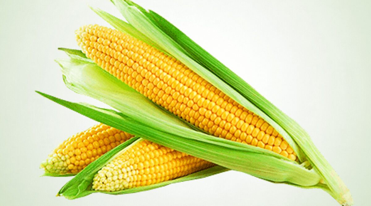 Corn Health Benefits: From Lowering Cholesterol Levels to Boosting Energy, Here Are Five Reasons to Have Maize