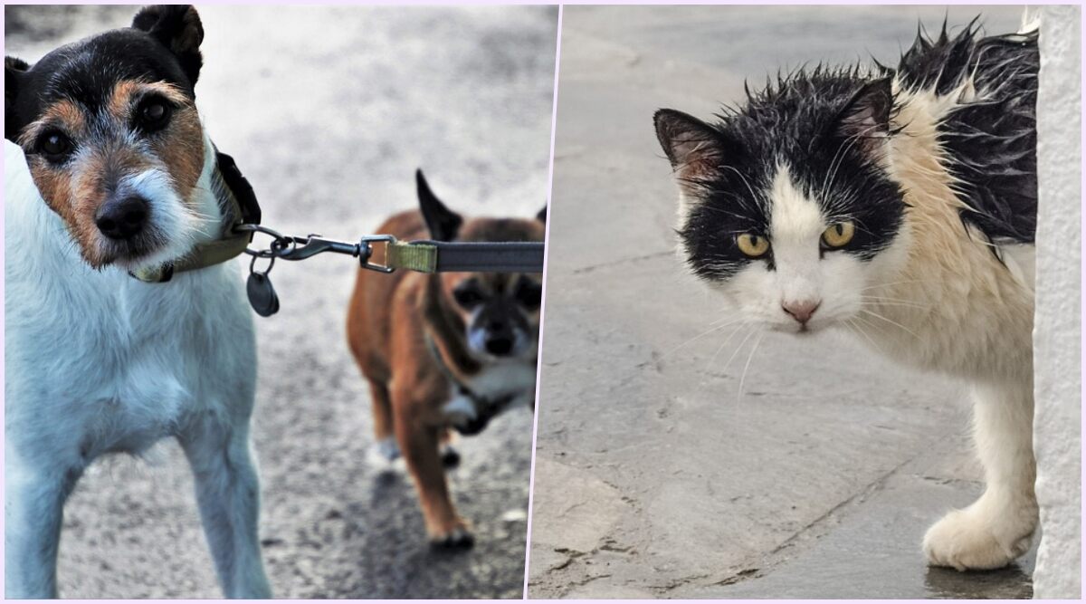 Cyclone Nisarga: How to Take Care of Your Pets and Help Strays During The Severe Cylonic Storm and Heavy Rains