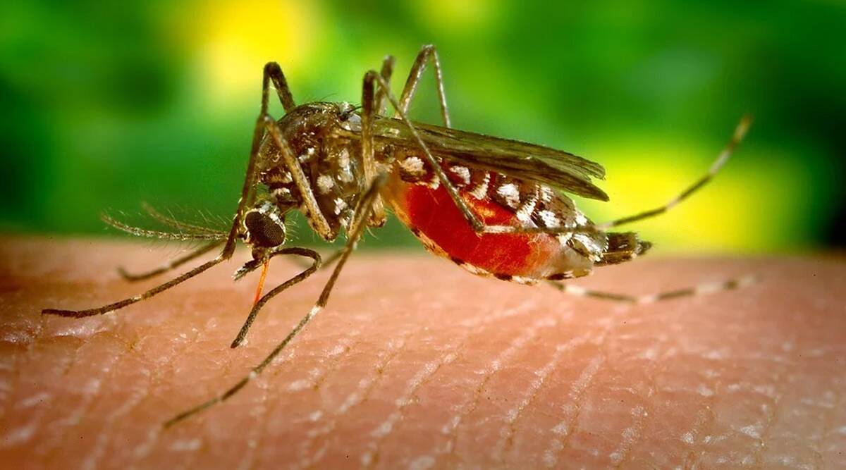 EEE Mosquito Virus Outbreaks in the US, Should You Be Worried? What Is Eastern Equine Encephalitis? From Symptoms to Causes, Everything to Know About the Mosquito-Borne Disease