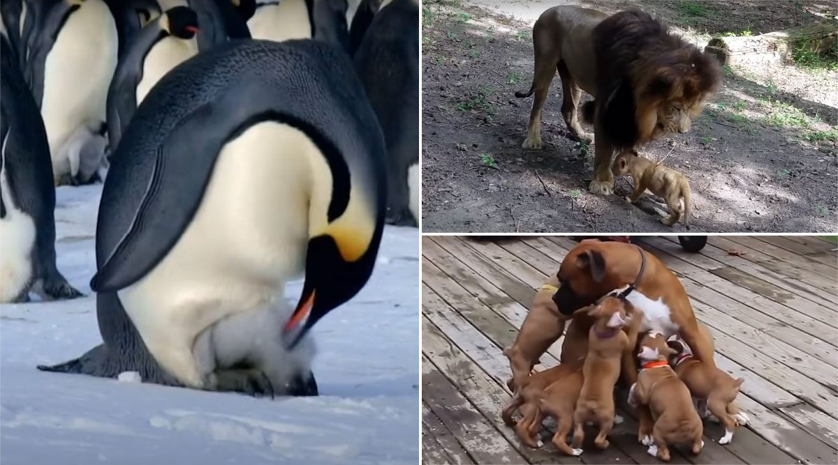 Father’s Day 2020 Special: From Male Emperor Penguins to Lions, These Heart-Warming Moments Between Animal Dads and Their Cubs Enhance the Role of Fatherhood