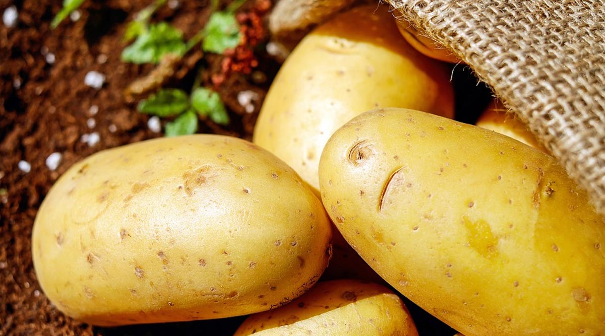 Health Benefits of Potatoes: From Smooth Digestion to Healthy Heart, Here Are Five Reasons to Eat This Vegetable