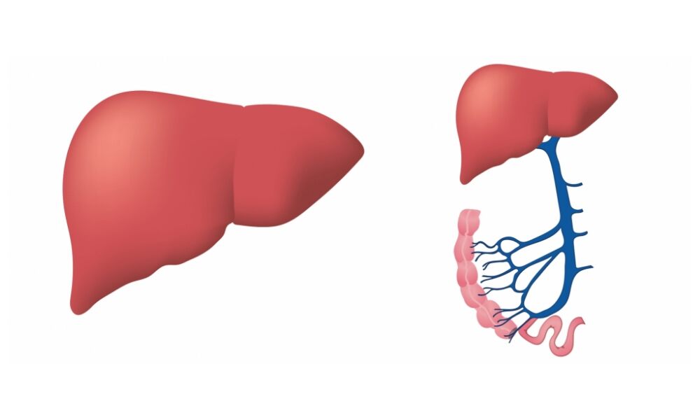 Hepatitis C-Positive Livers Safe for Transplantation, Study Explains