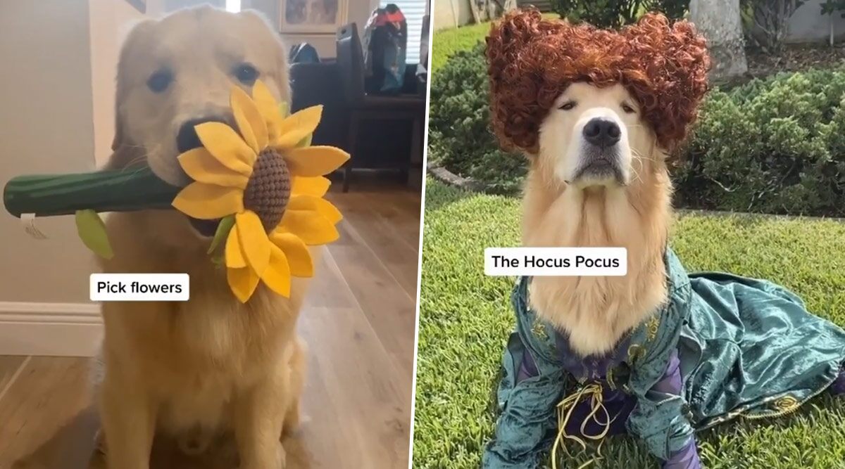 Kevin, a Golden Retriever’s Laid-Back Lifestyle Is Winning the Internet; Watch Videos of the Adorable Doggo