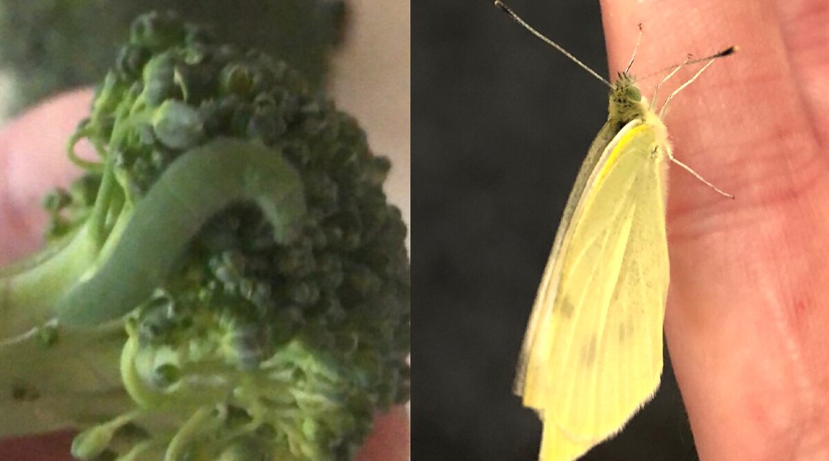 London Man Helps 6 Caterpillars He Found in Broccoli to Turn Into Butterflies And Releases Them (Check Viral Pictures And Videos)