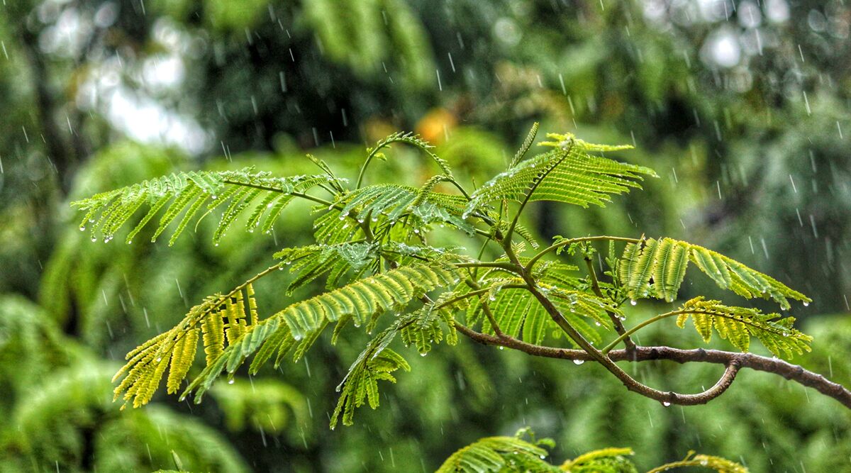 Monsoon 2020 Health Tips: 5 Dos And Don’ts To Keep Diseases at Bay This Rainy Season