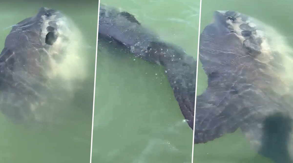 Rare Huge Sunfish Spotted off the Coast of Mumbles in Wales’ Swansea, Video of World’s Largest Bony Fish Goes Viral