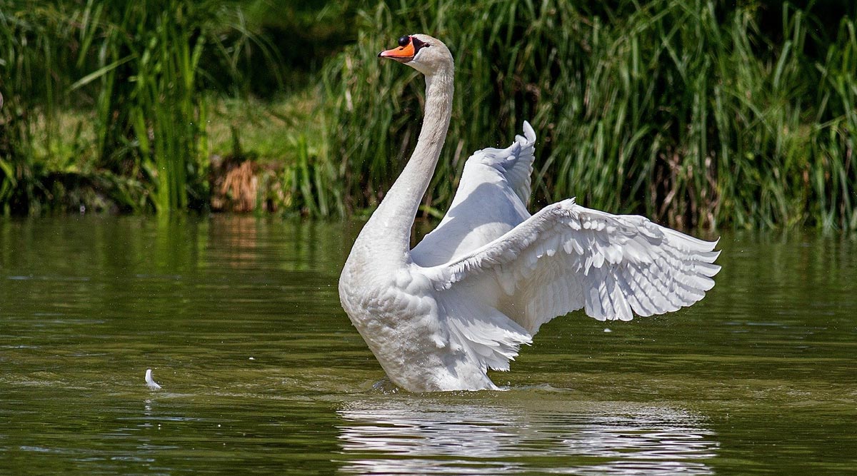 Swan Dies From 'Broken' Heart After Teenagers Destroy Her Nest and Eggs with Bricks and Stones; Know More About Broken Heart Syndrome