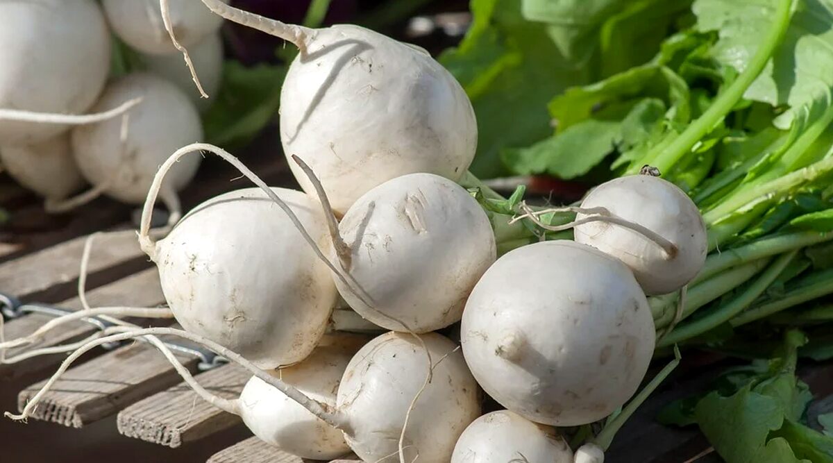 Turnip Health Benefits: From Relieving Intestinal Problems to Lowering Blood Pressure, Here Are Five Reasons to Have This Cruciferous Vegetable