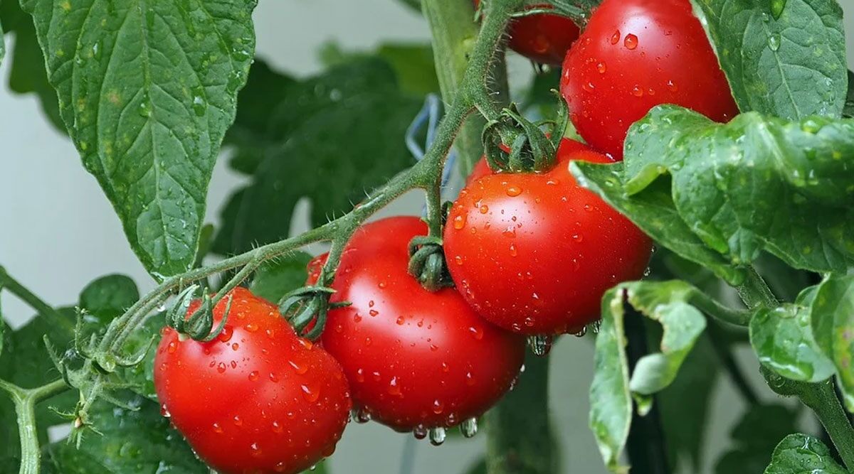Weight Loss Tip of the Week: How to Eat Tomatoes to Lose Weight