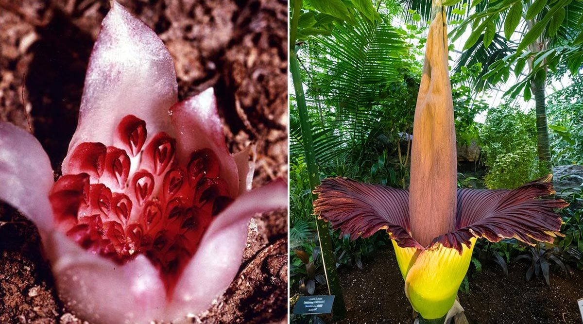 World Environment Day 2020: From Western Underground Orchid to Corpse Flower, Here