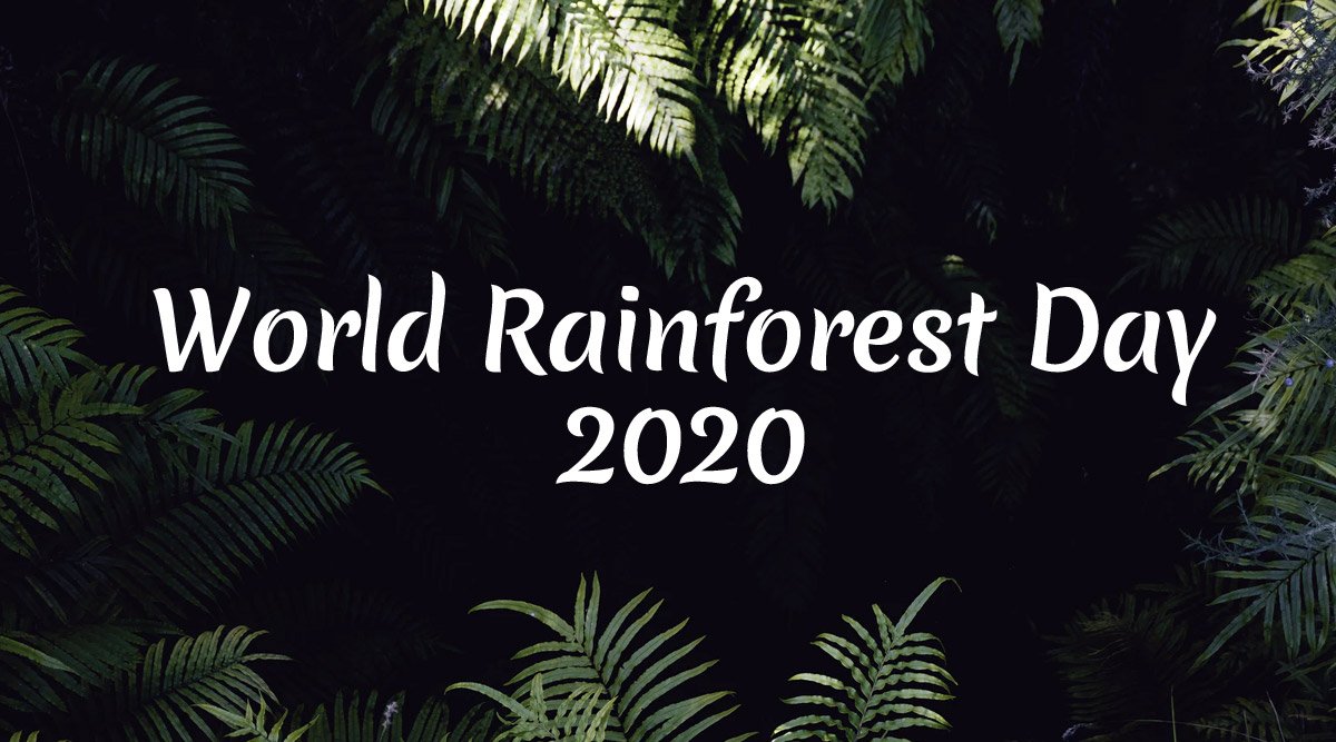 World Rainforest Day 2020 Date & Significance: Know History of the Day That Celebrates Amazon Rainforests and Raises Awareness About The Valuable Natural Resource