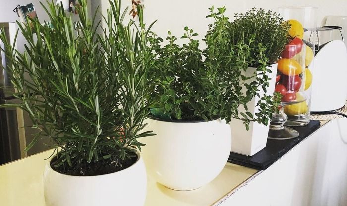 3 Best Herbs For Your Kitchen Garden