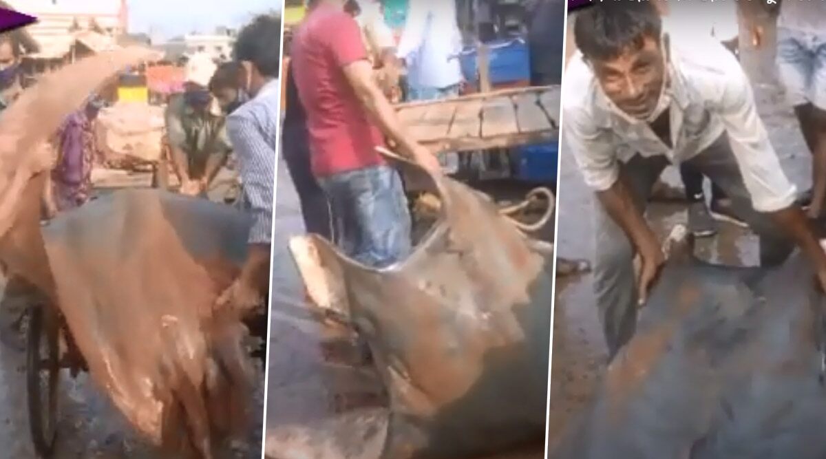 800 Kg Fish Found in India? Rare Fish Chilshankar Weighing Almost A Ton Caught in West Bengal’s Digha Auctioned for Rs 20 Lakh (Watch Video)