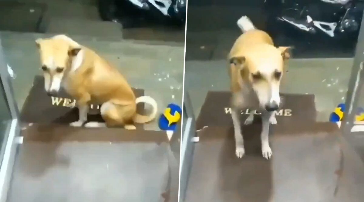 As Rains Hit Mumbai, This Video of Shopkeeper Offering Shelter to Drenched Street Dog Will Warm Your Heart!