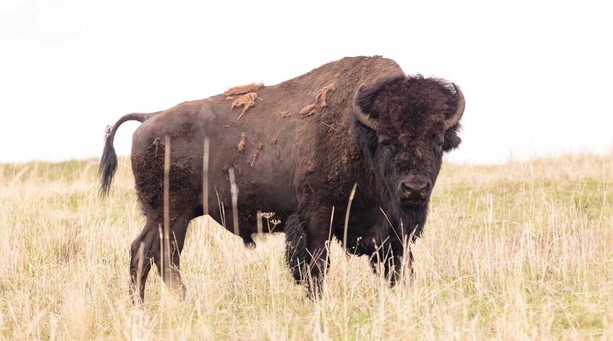 Bison Gores Californian Woman at Yellowstone National Park as She Got Within 100 Feet of Animal to Take Photos