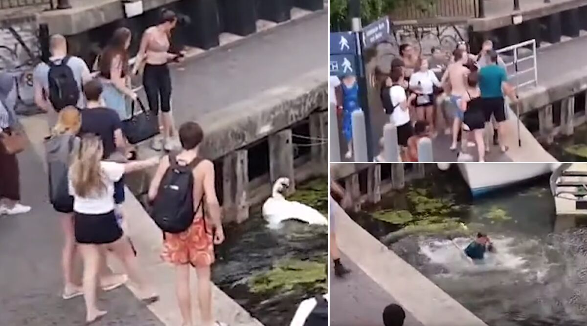 Boat Owner Pushed Into Canal For Trying to Stop Woman From Kicking 'Mating' Swans at Limehouse Basin (Watch Video)