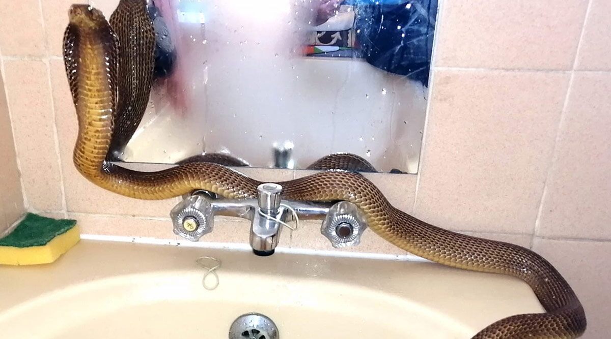 Cobra Snake Freezing to Death Rescued From Cold Construction Site in Western Cape of South Africa, Given a Hot Water Bath to Warm Itself (Watch Amusing Video)