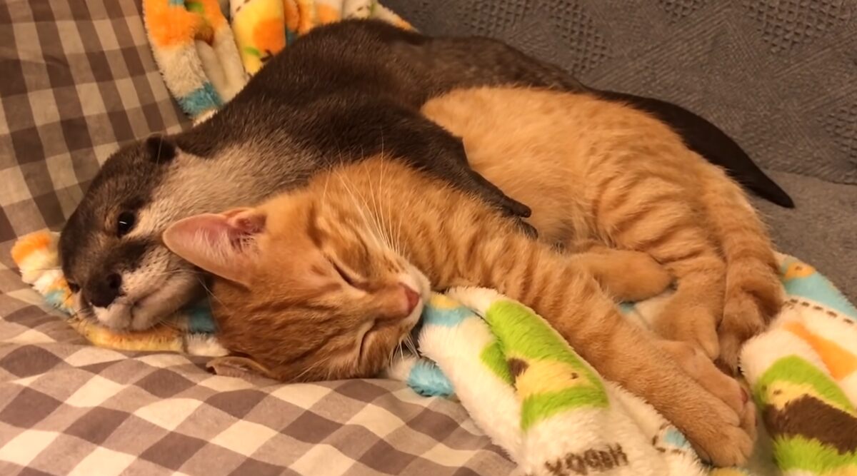 Cute Video of Otter Hugging a Cat While Sleeping is Going Viral, Check Other Adorable Pics and Videos of This 'Otterly Purrfect' Unlikely Friendship