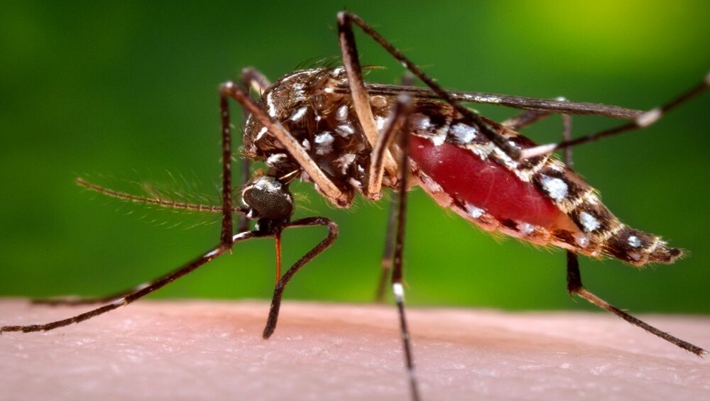 Dysfunction of Mitochondria, Powerhouse of Cell, May be Cause of Platelet Drop in Dengue Patients: University of Hyderabad