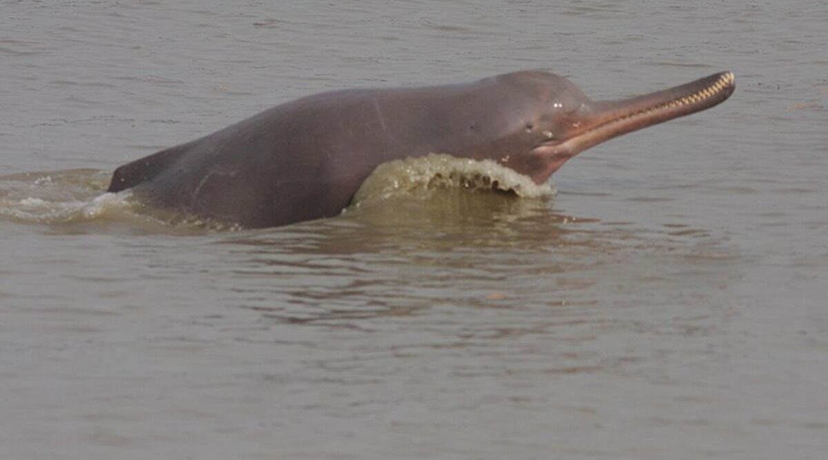 Endangered Ganges River Dolphin Accidentally Caught In Man's Fishing Net in Bihar's Purnia District, Released Back Into Water (See Pictures)
