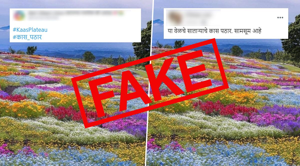 Fact Check: Picture of Kaas Pathar in Full Bloom With No Tourist Intervention is FAKE! Know Truth About The Viral Photo