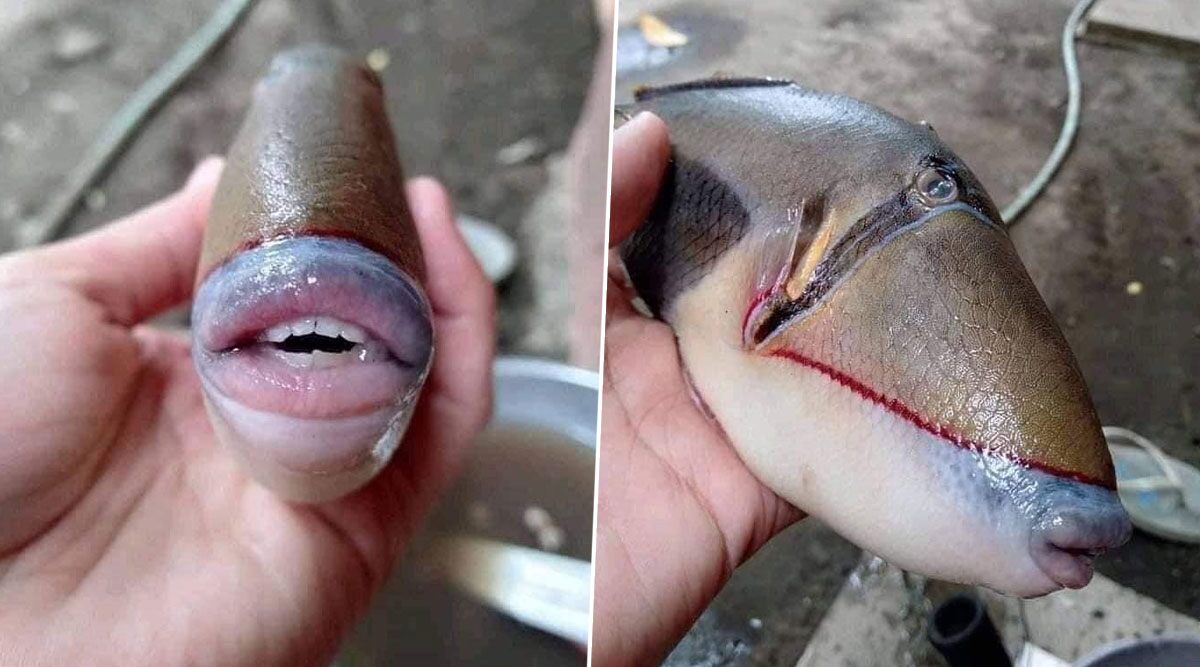 Fish With Human Face and Sharp Teeth Found in Malaysia Will Freak You Out! Know More About This Species of Triggerfish (View Pics and Video)
