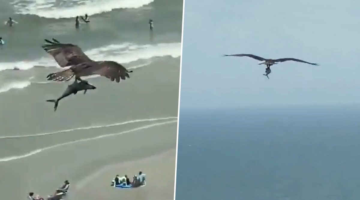 Flying Sharks? Osprey Bird Caught Preying on a Big Fish on South Carolina Beach, Twitterati is Amused (Watch Viral Video)