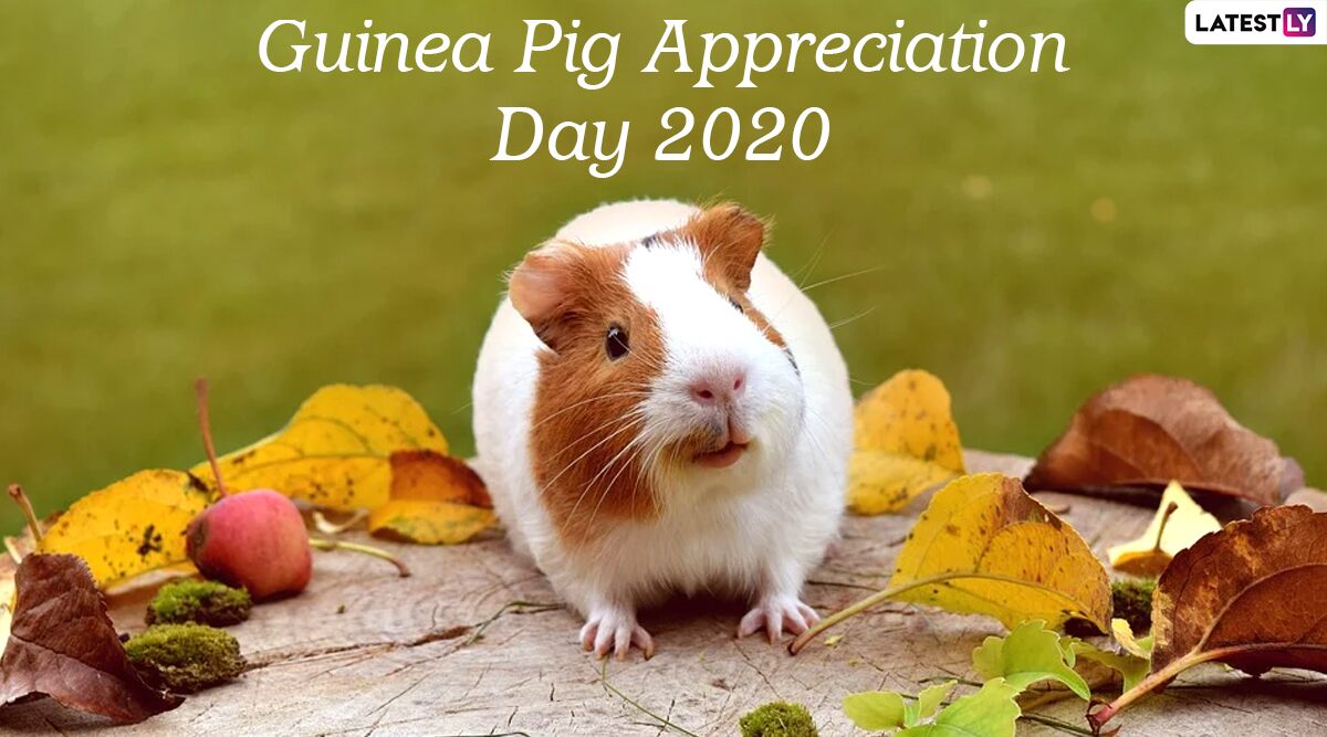 Guinea Pig Appreciation Day 2020 Date And Significance: Know History of the Day That Celebrates the Cute Little Beings