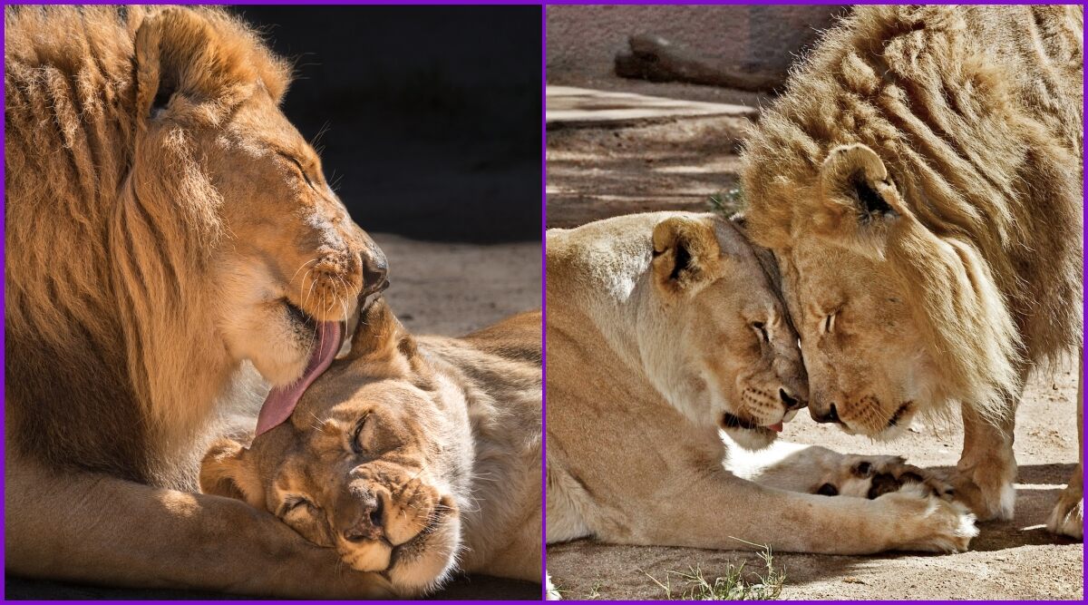Hubert and Kalisa, 21-Year-Old African Lion Couple of LA Zoo Euthanized Due to Age-Related Illnesses, Check Old Pics of The Power Couple That Shows Their Forever Love