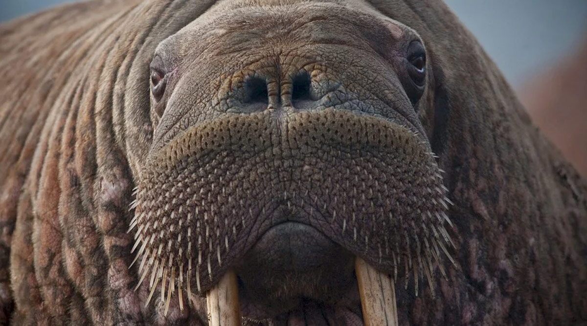 Hunters Are Paying £10,000 to Chop off Giant Walruses' 22-inch Penis Bone To Have Them As Trophies