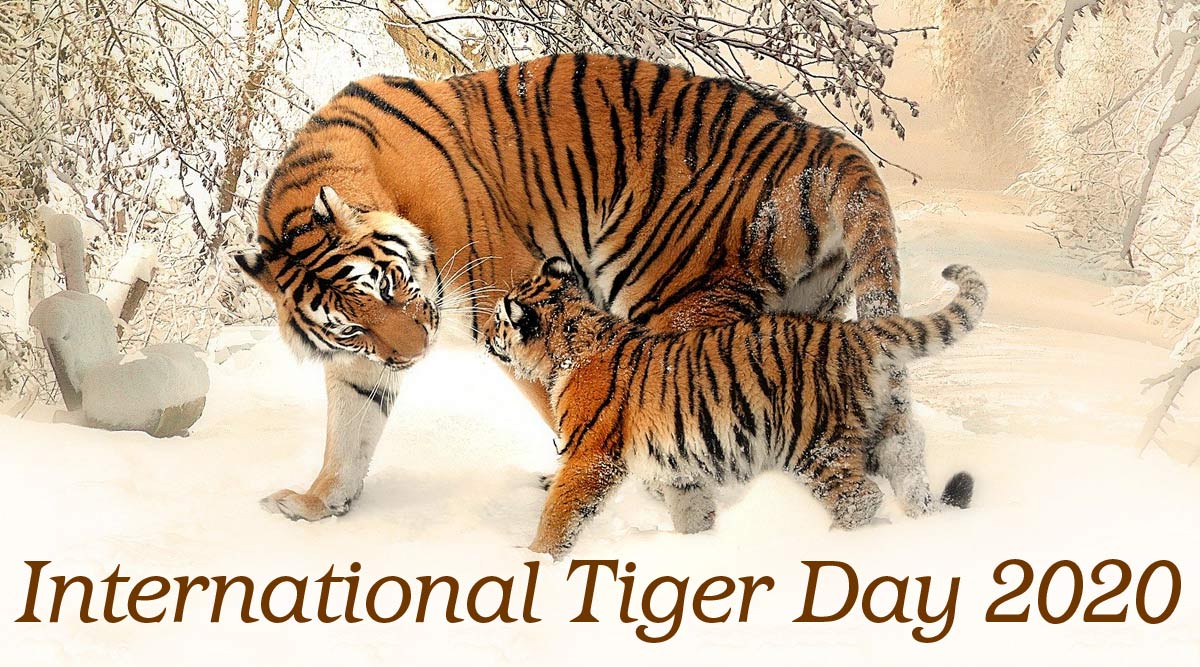 International Tiger Day 2020 Date And Significance: Know History of the Observance That Encourages Tiger Conservation