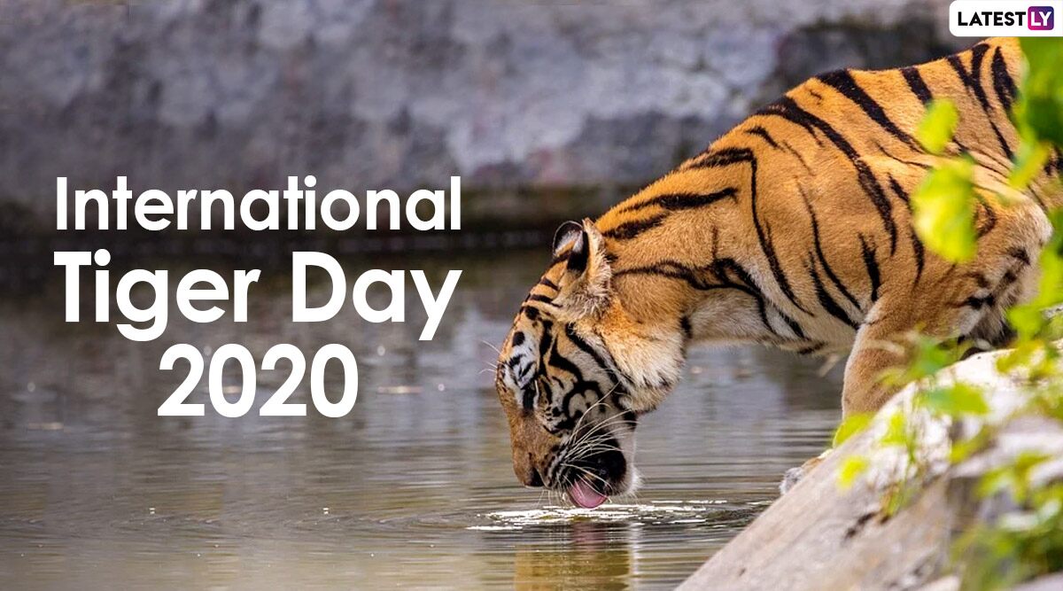 International Tiger Day 2021 Images and HD Wallpapers for Free Download  Online: WhatsApp Stickers and Photos of the Big Cats to Raise Awareness For  Tiger Conservation