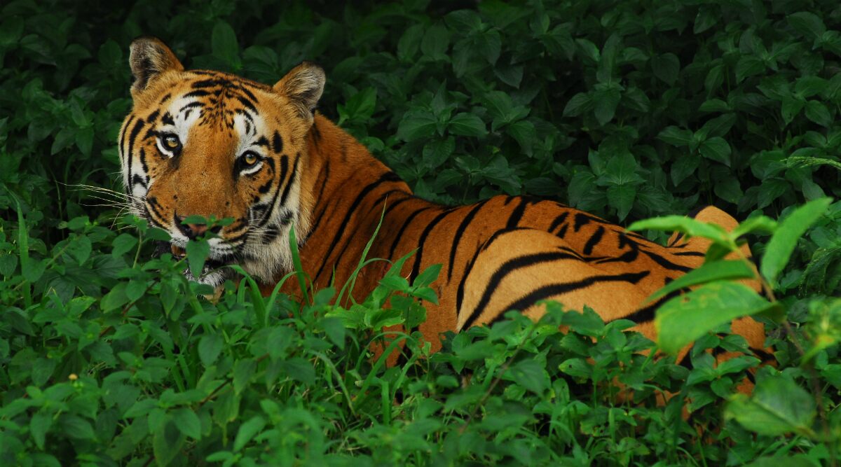 International Tiger Day 2020: Interesting Facts About The Majestic Wild Cats That You Should Know