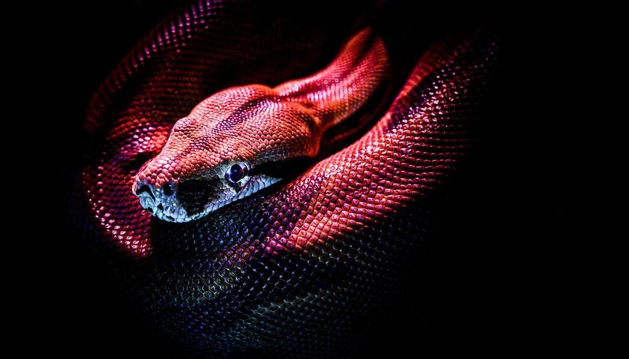 Intriguing Snake facts to learn on the occasion of World Snake Day 2020