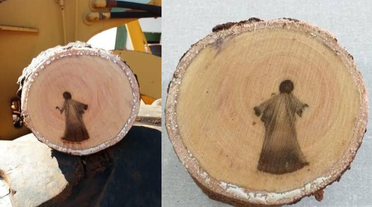 Jesus Christ Image Found Inside Cut Tree Branch in Brazil Goes Viral, Biologist Believes It’s 'Incorrect Perception of Stimulus' (See Pictures)