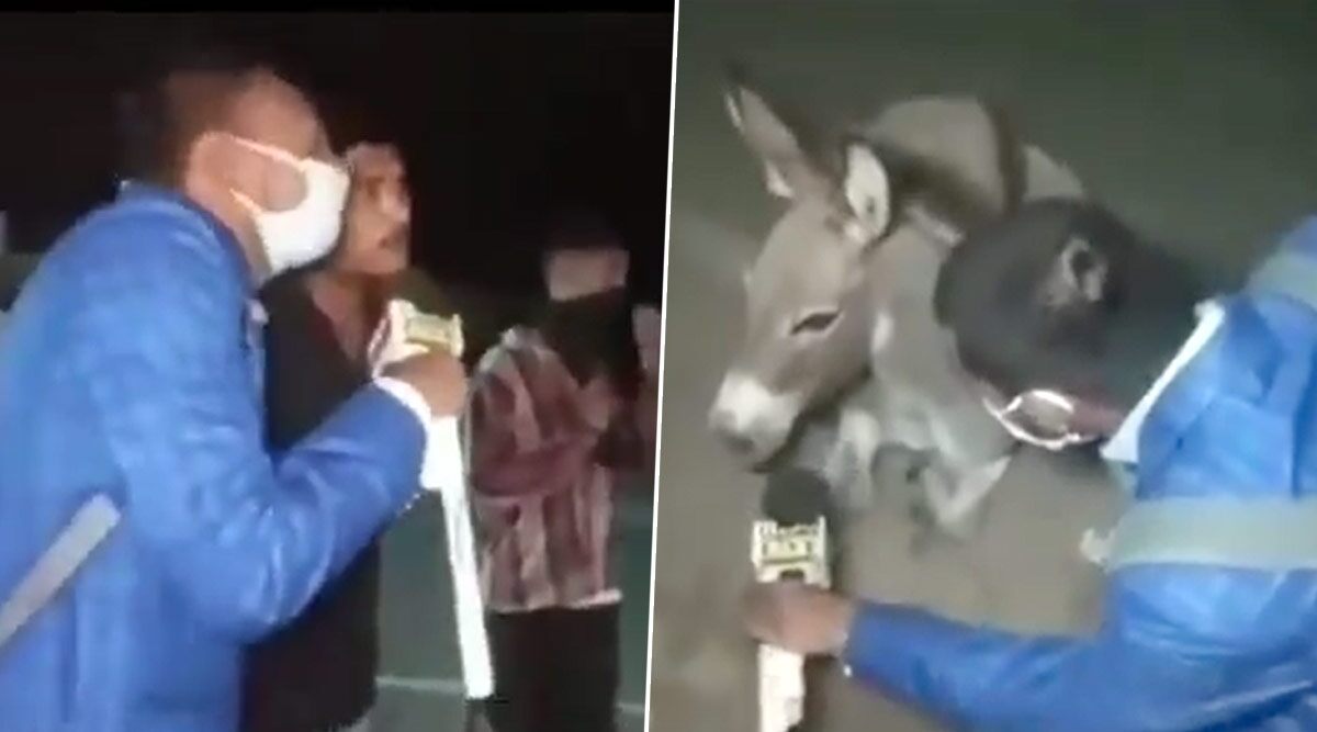 Journalist Takes Funny Interview Of Donkey, Gives Important Message to COVIDIOTS Roaming Outside Without Wearing Facemasks (Watch Video)