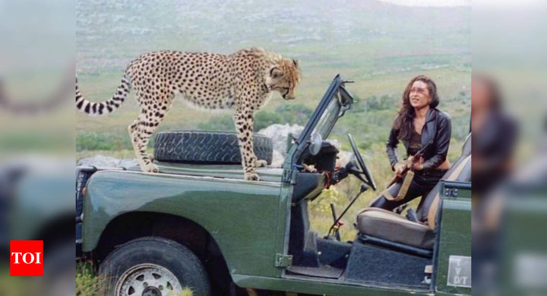 Karisma Kapoor hits the bull’s eye with her ‘Flashback Friday’ post; reminisces the time when she shared the frame with a beautiful cheetah | Hindi Movie News