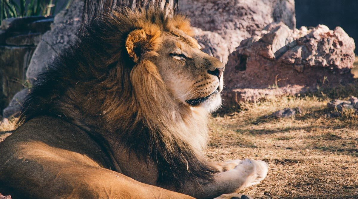 Lion Rips Off Man’s Arm Partly While Sleeping in Camp During Luxury Safari in Tanzania