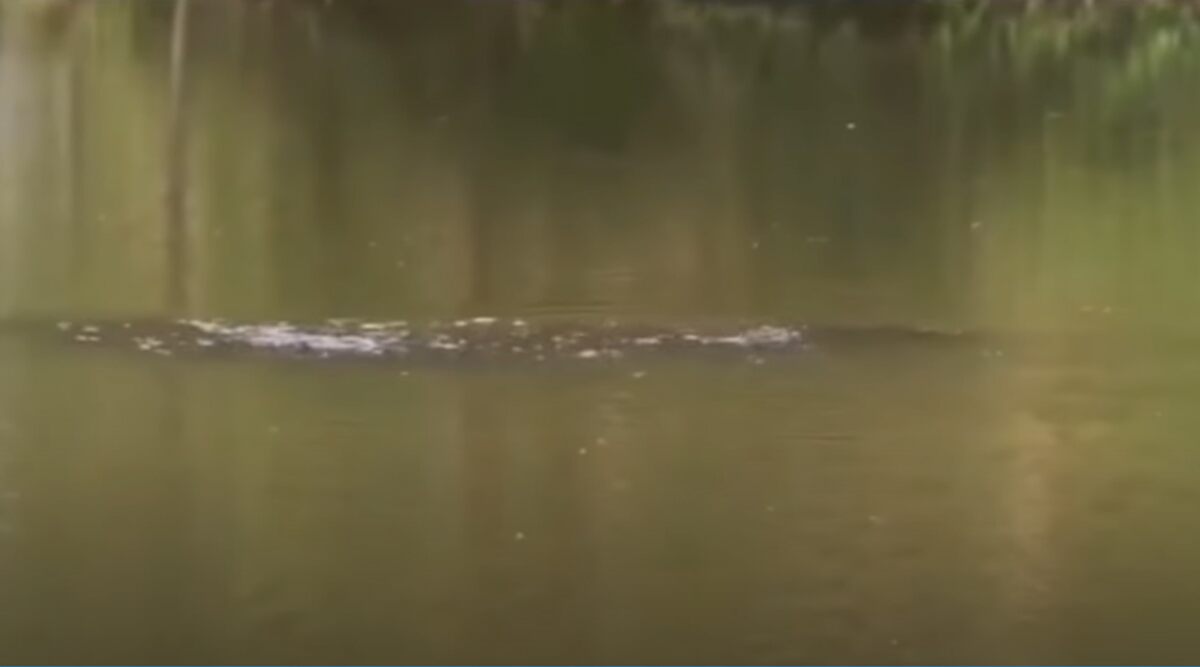 'Loch Ness' in China? Mystery Creature Spotted in Luoyang Lake Sparks Speculations About Monster Being Similar to Nessie (Watch Video)