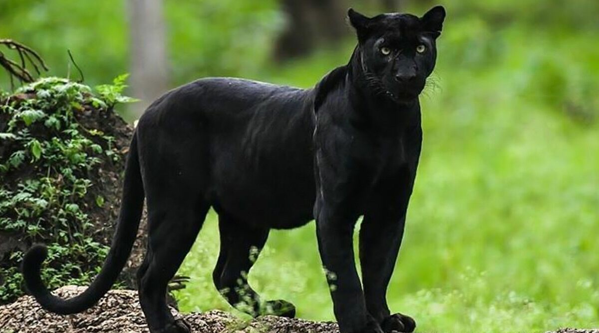 Loved Viral Pics of Rare Black Panther by Shaaz Jung? From Kabini Forest in Karnataka to Tadoba in Maharashtra, 5 Wildlife Sanctuaries in India to Spot the Elusive Black Panthers