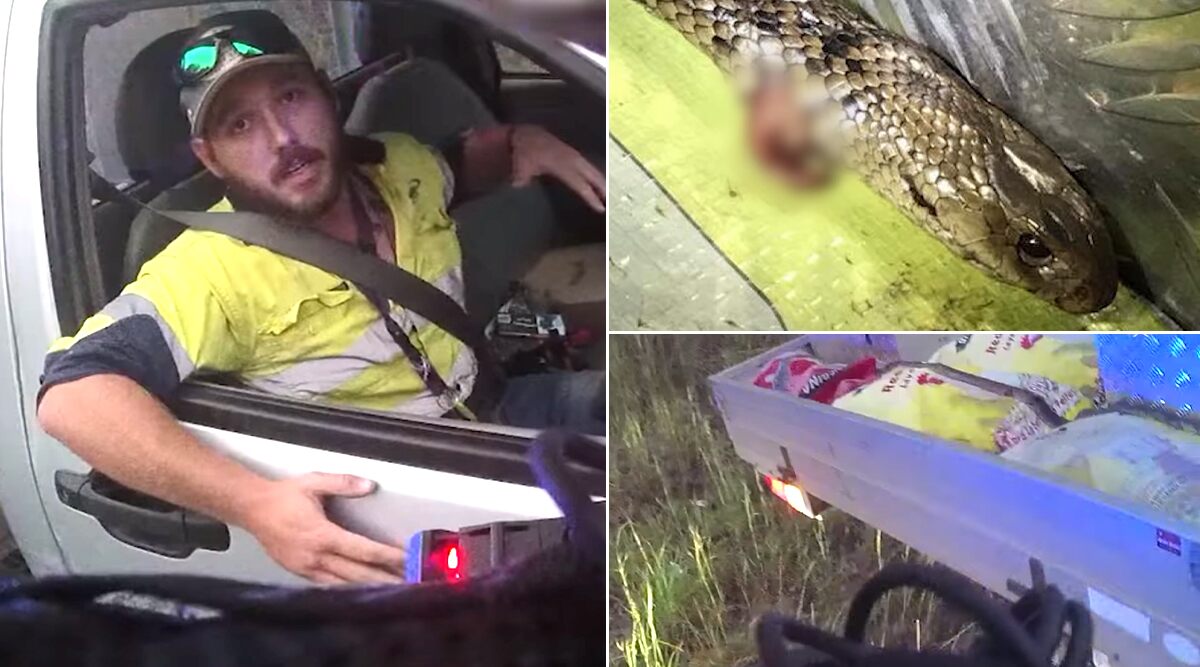Man Vs Snake! Australian Man Fights Off World's Deadliest Eastern Brown Snake With Knife While Driving a Truck