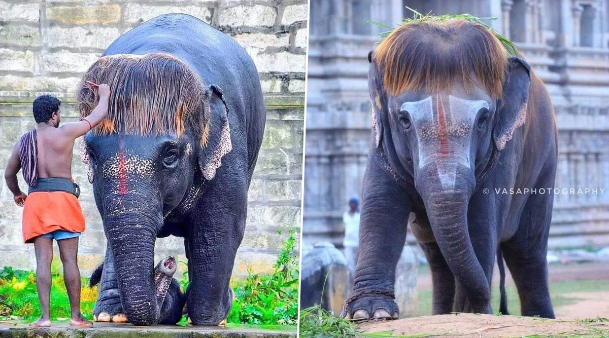 Meet Bob-Cut Sengamalam, The Tamil Nadu Elephant Whose New Hairstyle Has Made Jumbo the Internet Favourite (See Adorable Pictures)
