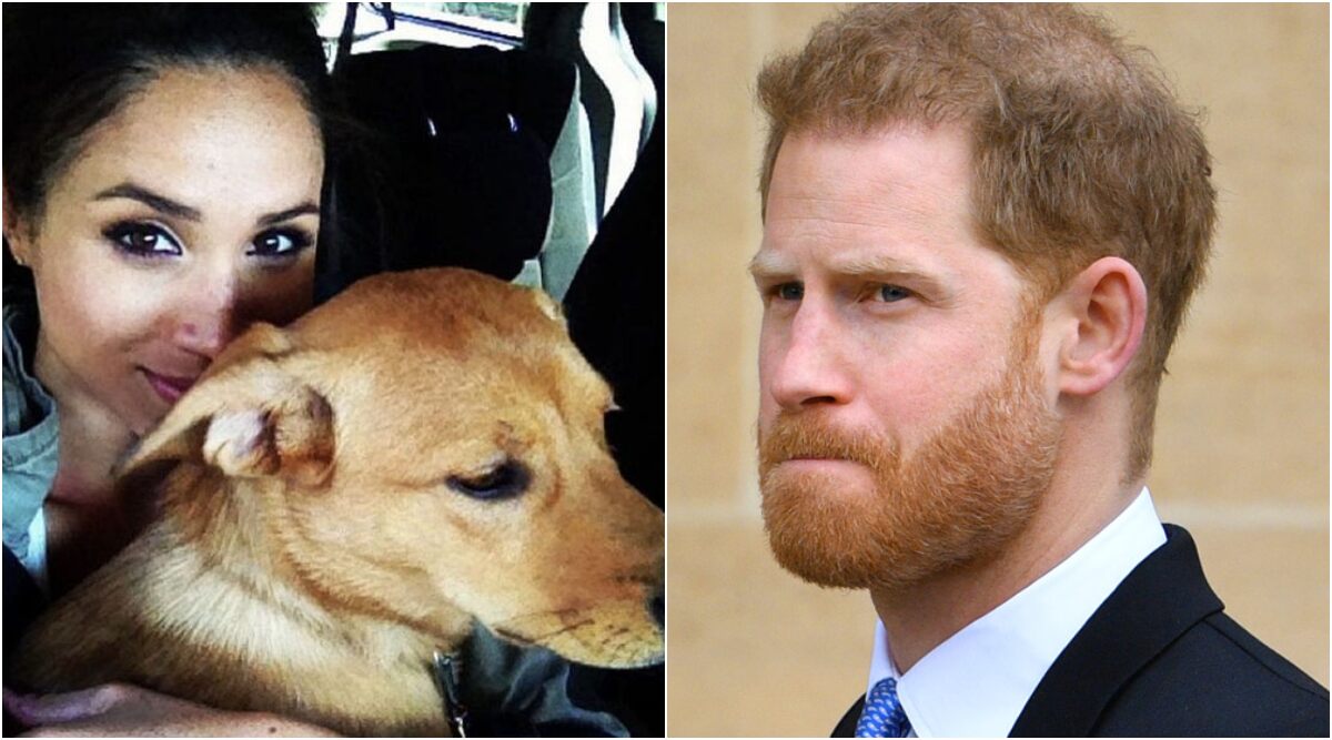 Meghan Markle and Her Rescue Pooch Bogart Won’t Reunite and the Reason Is Prince Harry!