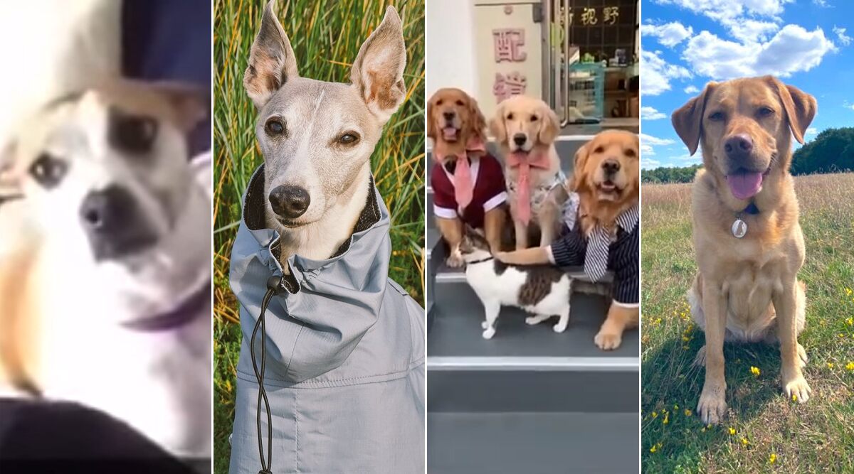 National Dog Photography Day 2020: Awwdorable Pics and Videos of Pooches Being Clicked By Their Owners Will Make You 'Say Cheese'