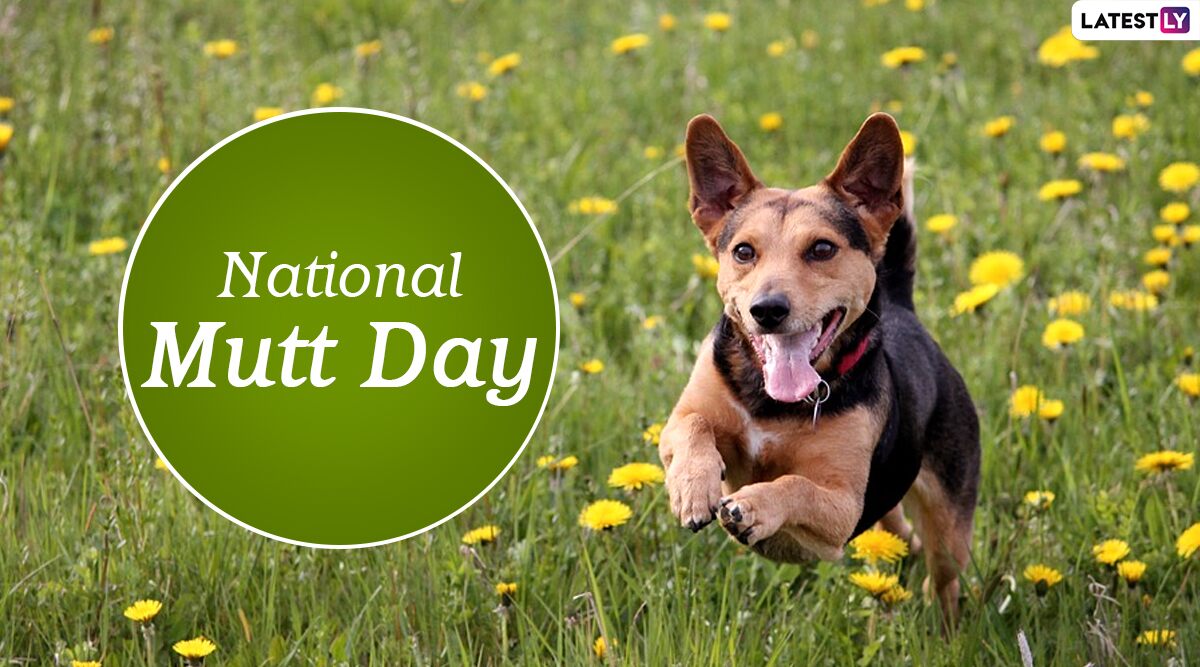 National Mutt Day 2020: Adorable Pics and Videos of These Mixed Breed Dogs Will Make You Love Them 'Mutt' More!