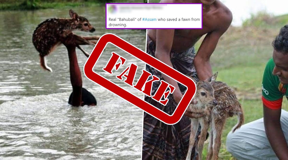 Pictures Claiming Real 'Bahubali' of Assam Who Saved Deer Fawn From Drowning Are Fake, Know Truth Behind The Viral Pics